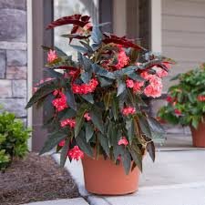 Angel Wing Begonia